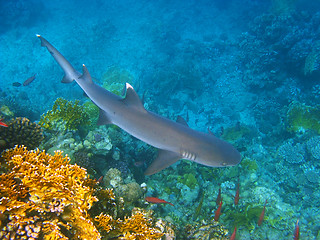 Image showing Whitetip reef shark and coral reef