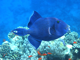 Image showing Dark blue triggerfish