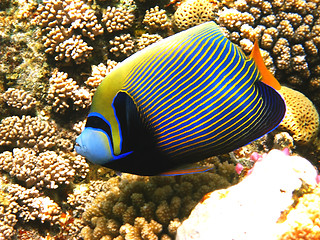 Image showing Emperor angelfish and coral reef