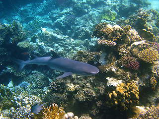 Image showing Shark and coral reef