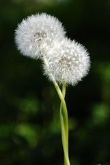 Image showing Two Dandelions
