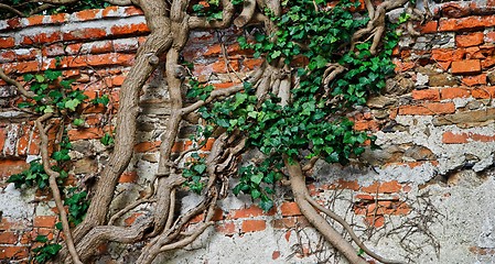 Image showing Tree trunks climb like snakes on the red brick wall 