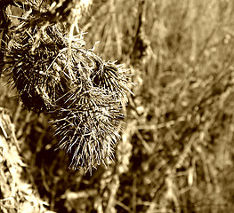 Image showing Burdock detail, winter time