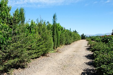 Image showing Alley between the orchard and the vegetable garden in bright summer day