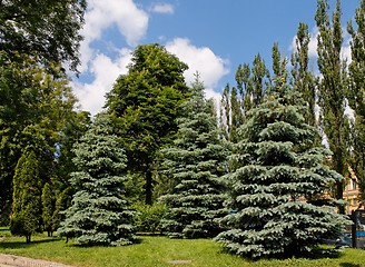 Image showing Fir-trees, poplars and chestnut trees in the park on bright summer day