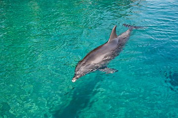 Image showing Bottlenose dolphin swims in the green sea