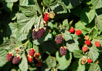 Image showing Blackberries on bushes closeup
