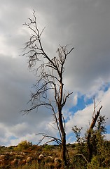 Image showing Dry dead tree