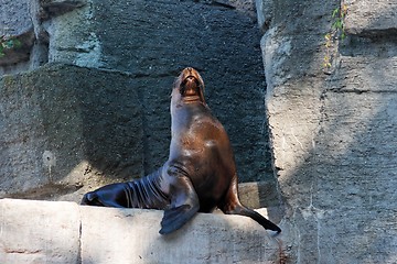 Image showing Sea lion sitting on artificial rock in zoo