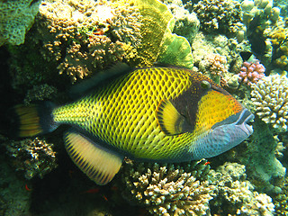 Image showing Titan triggerfish and coral reef