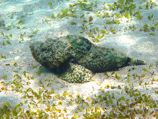 Image showing Reef stonefish