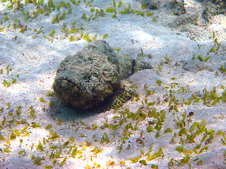 Image showing Stonefish