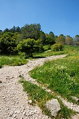 Image showing Hiking trail turn in the woods in bright summer day