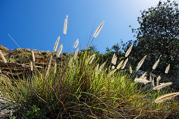 Image showing Wild-growing cereals backlit by sun