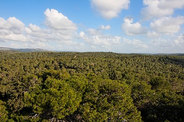 Image showing Pinetree forest stretches to horizon 