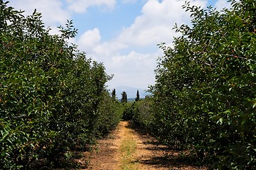 Image showing Alley between tree rows in the cherry orchard in summer