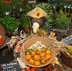 Image showing Crow doll selling small smiling pumpkins at the market