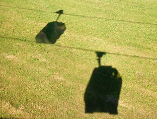 Image showing Shadows of cable cars on the grass