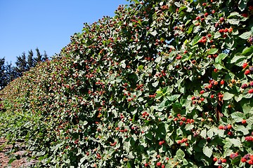 Image showing Blackberry crop on bushes in bright summer day