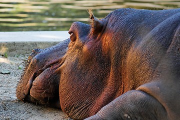 Image showing Close-up of the head of lying hippopotamus