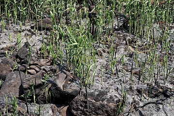 Image showing New green grass forces its way through ashes of the large fire