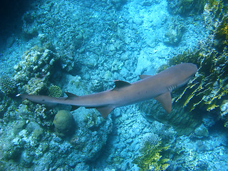 Image showing Reef shark and coral reef