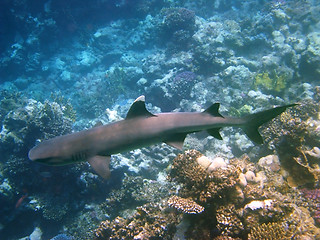 Image showing Whitetip shark and coral reef