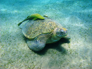 Image showing Sea turtle and suckerfishes