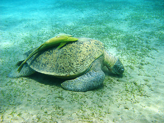 Image showing Big sea turtle and suckerfishes