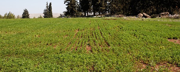 Image showing Green rows on a field