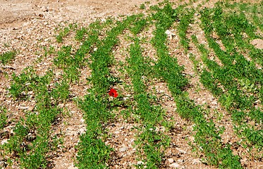 Image showing Single red flower among curved green rows outdoor