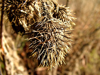 Image showing Burdock detail, macro