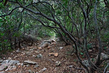 Image showing Outdoor track under the canopy of branches