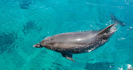 Image showing Bottlenose dolphin swims in the green sea