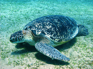 Image showing Big sea turtle