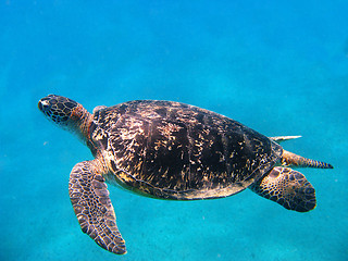 Image showing Sea turtle