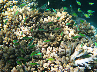 Image showing Blue-green chromises and coral reef