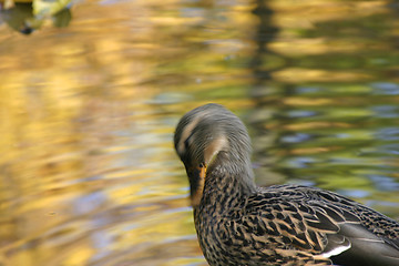 Image showing Duck Cleaning