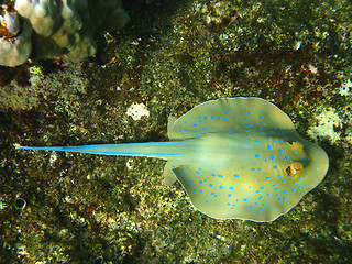 Image showing Blue-spotted stingray and coral reef