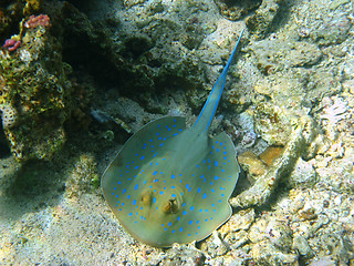 Image showing Blue-spotted stingray in Red sea