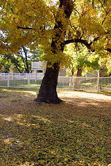 Image showing Tree and a Park
