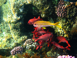 Image showing Pinecone soldierfishes