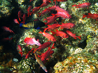 Image showing Pinecone soldierfishes and coral reef