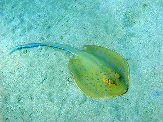 Image showing Blue-spotted stingray