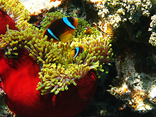 Image showing Sea anemones and two-banded clownfishes