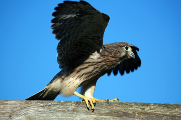 Image showing young falcon