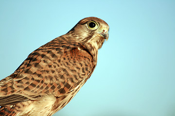 Image showing young falcon