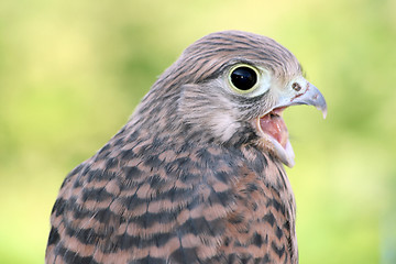 Image showing falcon