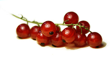 Image showing Fresh red currant