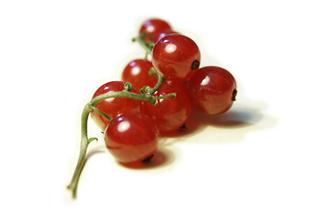 Image showing fresh red currant